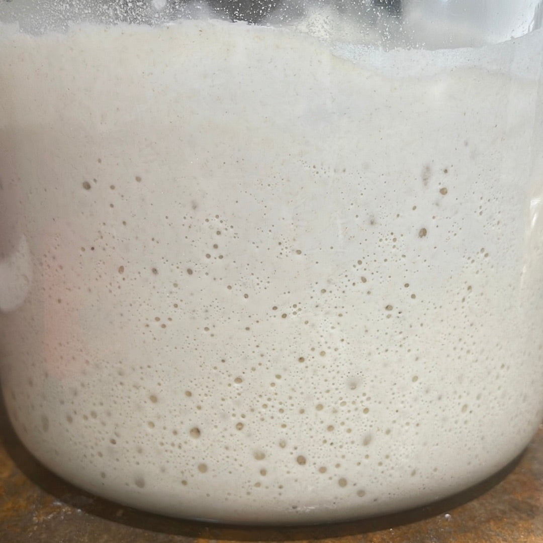 5 Pack of Organic Dehydrated Active Sourdough Starter “Aurora”